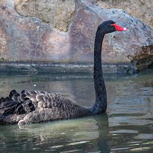 Black Swan