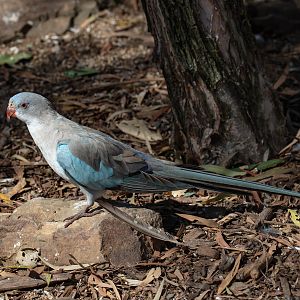 Blue Princess Parrot