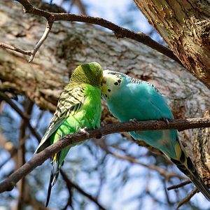 Budgies
