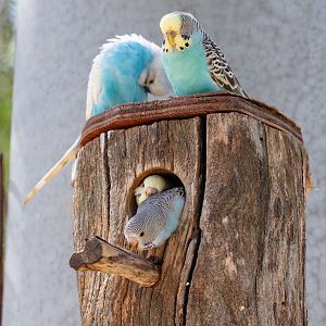 Budgies