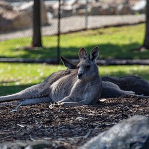Eastern Grey Kangaroo