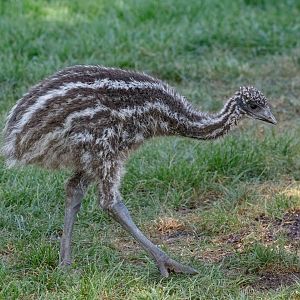 Emu chick