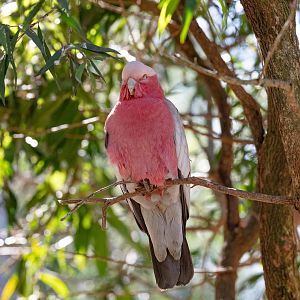 Galah
