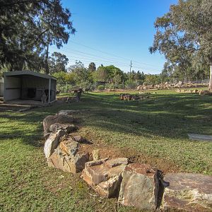 Eastern Grey Kangaroo enclosure