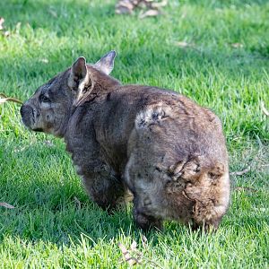 Hairy-nosed Wombat