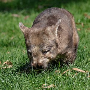 Hairy-nosed Wombat