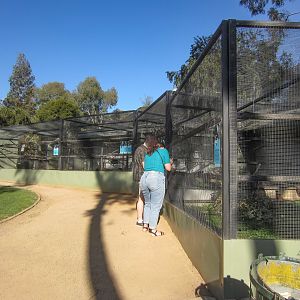 Newer Parrot aviaries
