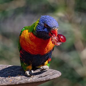 Rainbow Lorikeet