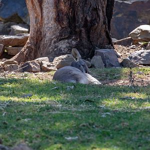 Red Kangaroo