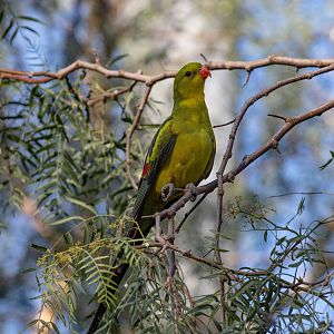 Regent Parrot