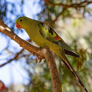 Regent Parrot