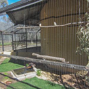 Sacred Kingfisher cage