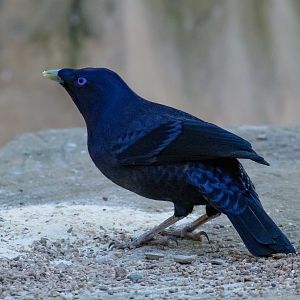Satin Bowerbird male
