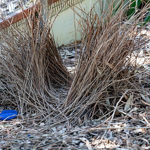 Satin Bowerbird bower