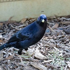 Satin Bowerbird male