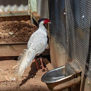 Silver Pheasant