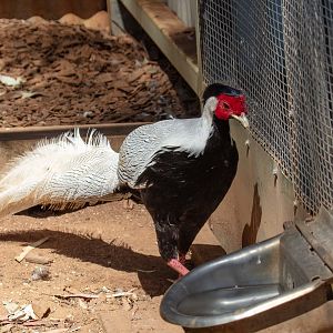 Silver Pheasant