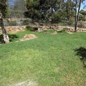 Hairy-nosed Wombat enclosure