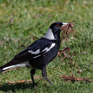 Magpie