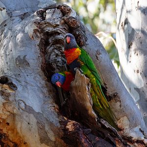 Rainbow Lorikeets