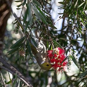 White-plumed Honeyeater