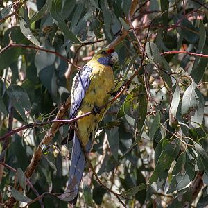 Yellow Rosella