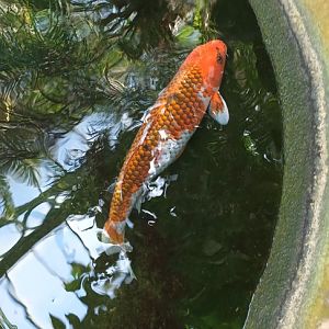 Koi