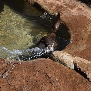 Cape Clawless Otter (Aonyx capensis)