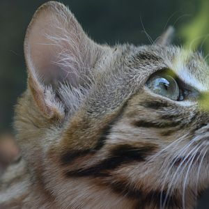 Black-footed Cat (Felis nigripes)