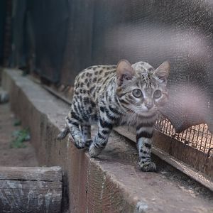 Black-footed Cat (Felis nigripes)