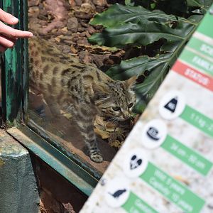 Black-footed Cat (Felis nigripes)