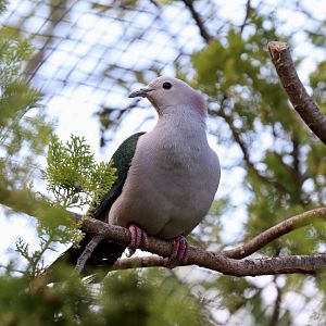 Chestnut-naped imperial-Pigeon