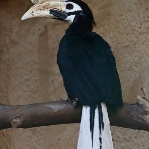 Palawan hornbill