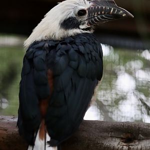 Visayan tarictic hornbill