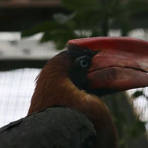 Northern rufous hornbill