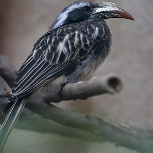 African grey hornbill
