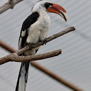 Von der Decken's hornbill