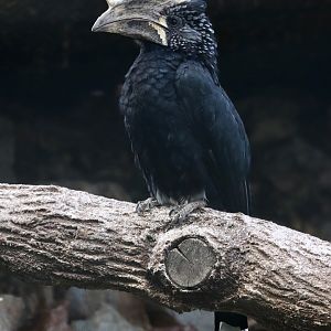 Silvery-cheeked hornbill