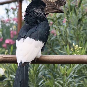 Grey-cheeked hornbill