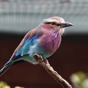 Lilac-breasted roller