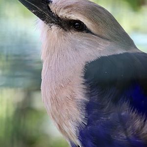 Blue-bellied roller