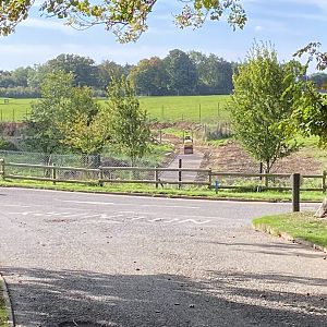 Monkey forest access path, Whipsnade, UK