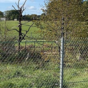 Langur and Babirusa, frames for glass viewing from new monkey forest path, Whipsnade, UK