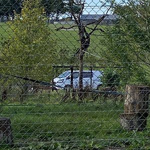 Langur and Babirusa, frames for glass viewing from new monkey forest path, Whipsnade, UK