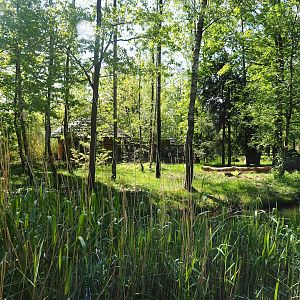 Black-and-white ruffed lemur island, 2023-05-19