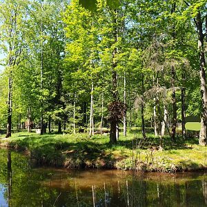 Black-and-white ruffed lemur island, 2023-05-19