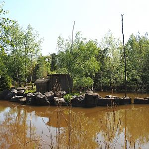 Lar gibbon island, 2023-05-19