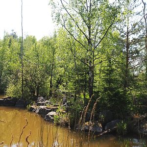 Lar gibbon island, 2023-05-19