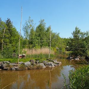 Lar gibbon island, 2023-05-19