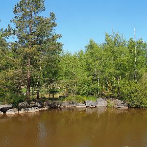 Lar gibbon island, 2023-05-19